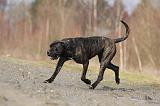 CANE CORSO 808